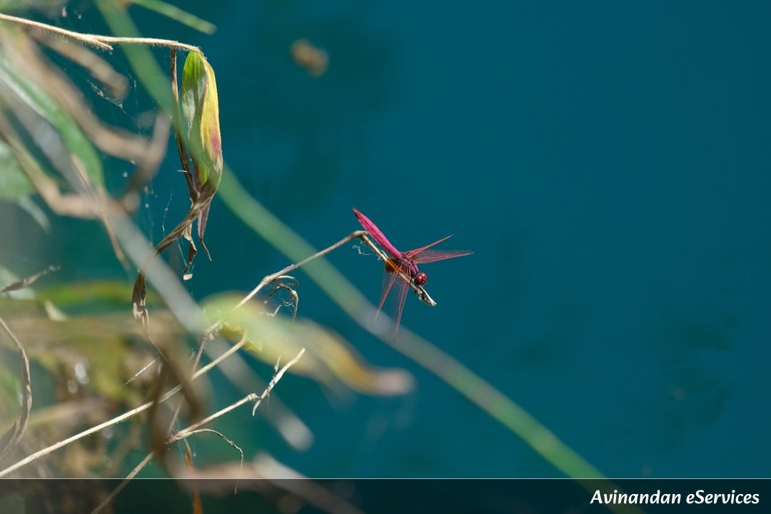How Can Archerfish Shoot Down Insects With Water Bullets?: A Science Chat with Samir and Mira
